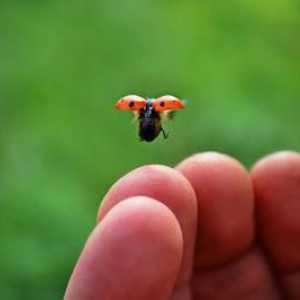 Защо лешоядът го нарече така? Ladybug защо така наречен?