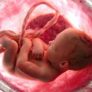 Защо децата в утробата на хълцане? Версии и допускания