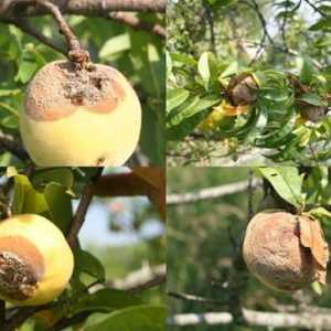 Защо ябълките гниене на дърво? Как да спасим реколтата?