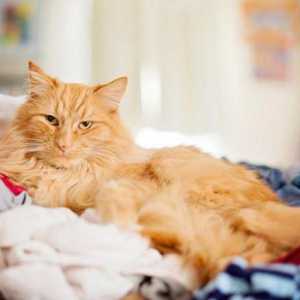 Защо котка се забива в леглото: причините и търсенето на решения. Как да вдигнем котка
