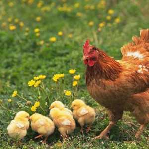 Защо кокошките кълват яйца? Пилешкото ядене яйца, какво да правя?