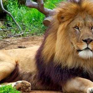 Защо лъвът е царят на зверовете?