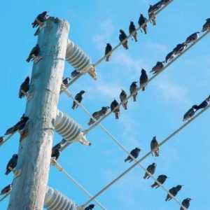 Защо не издуха птиците по жиците: биологията и физиката в действие