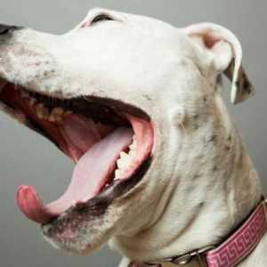 Защо мирише на устата на кучето? Причини за неприятна миризма