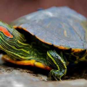 Защо костенурките с усойница на червено кълват: причините и грижите за животните
