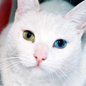 Защо се раждат котки с различни очи?