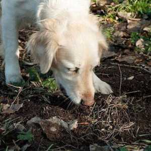 Защо кучетата ядат земята? Как да се справим с този навик?