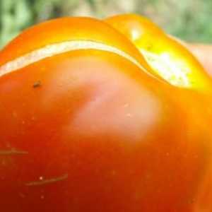 Защо доматите се разбиват в оранжерията и на открито?