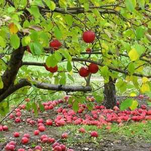 Подготовка на ябълковите дървета за зимата: отидете, слана, скъпа, и не докосвайте нашите ябълки