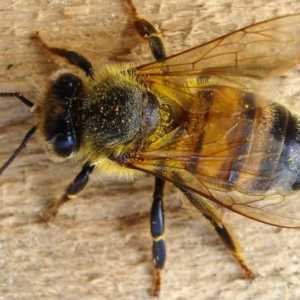 Подготовката на пчелите за зимата е многостранна дейност