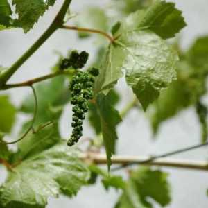 Подготовка на грозде за зимата в Урал: какво да се направи, за да се предотврати замразяването на…