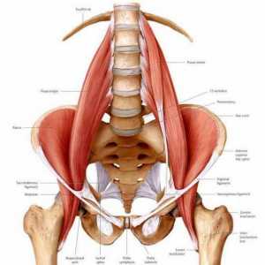 Илиопосът мускул: това, което е изпълнено със своята хипертония?