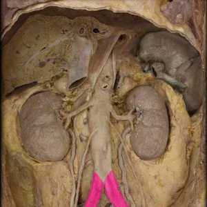 Илиаеви артерии: структура и функция