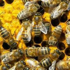 Нека да поговорим как се подготвят пчелите за зимата