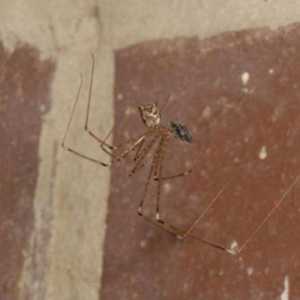 Семейство на погребалните паяци Segestriidae