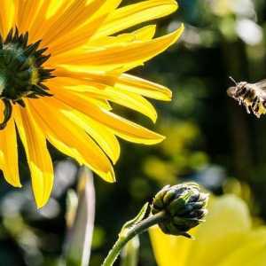 Полезно насекомо. Ladybug, бръмбар, пчела, момиче. Защитници на градината и градината