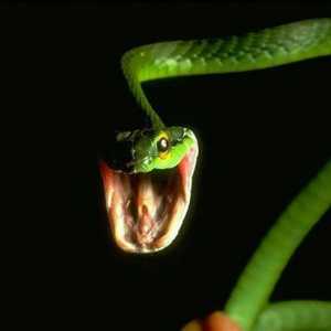 Полезни и интересни факти за змиите