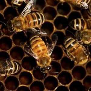 Полезни свойства на пчеларската пчела