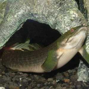 Polypterus Senegalese (Polypterus senegalus). Рибно съдържание и размножаване на риби от Polypterus