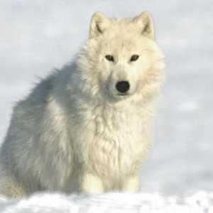 Полярен вълк: описание, местообитание, снимка