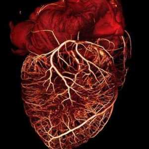 Полу-лунен сърдечен клапан: структура, местоположение. Полу-лунни клапани на клапаните