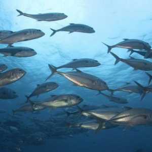 Ползи и вреди на рибата тон. Ползите от консервирана риба тон