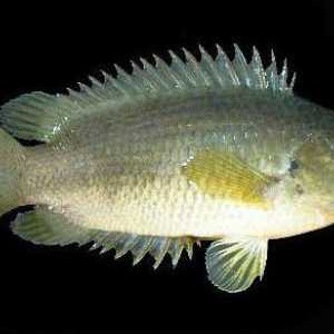 Плъзгачът е риба, принадлежаща към формата на лабиринт