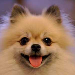 Pomeranian Spitz: съдържание и грижа. Домашни кучета от малки породи