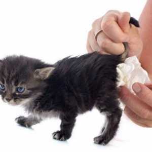 Диария с кръв в котката: причини и лечение