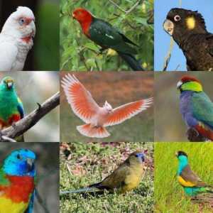 Папагали на Австралия: Общ преглед