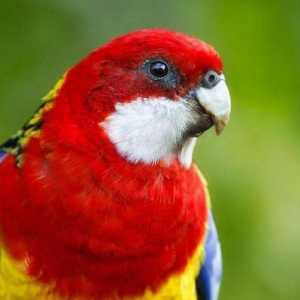 Папагал оцветен росела: описание, характеристики на грижите и поддръжка