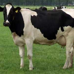 Породата крави Kholmogory: описание, характеристики, характеристики на съдържанието и разплод