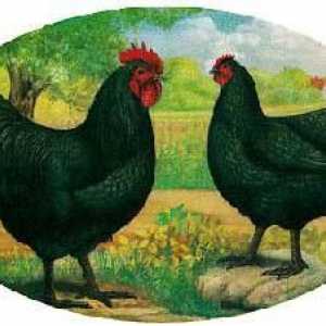 Порода на австралийските пилета: описание и снимка. Месо-яйце порода пилета