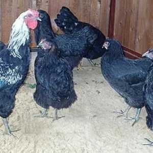 Породата на пилетата е yurlovskaya vociferous: описание, снимка, отзиви