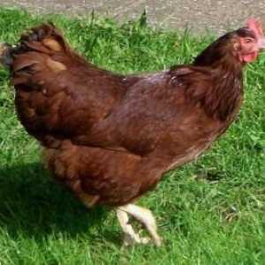 Родонит - пиле с висока яйцеклетка