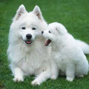 Породата кучета Samoyed: описание, характеристики, снимки и цена