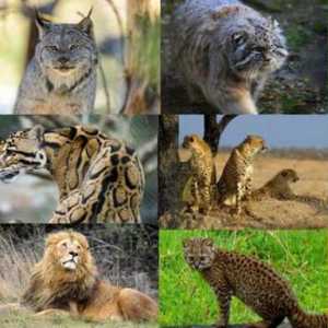 Породи на диви котки: преглед, характеристики, видове и интересни факти