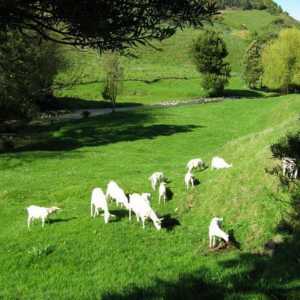 Кози от кози мляко: описание, снимка. Развъждане на кози