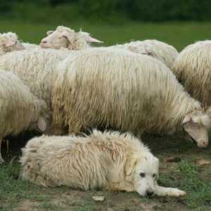 Породи кучета овчарки: списък с описания и снимки
