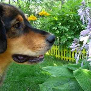 Куче породи кучета видове: Описание