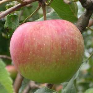 Засаждане на ябълкови дървета през есента в предградията. Джуджета ябълкови дървета за района на…