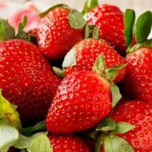 Засаждане на ягоди на агрофибър - нова технология за постигане на висока доходност