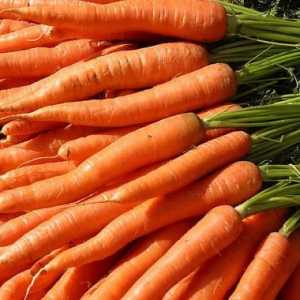 Засаждане на моркови в Урал - термини. Моркови: отглеждане в Урал