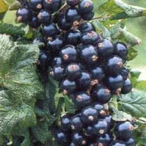 Засаждане на есенни френско грозде - необходимо събитие за богата реколта през лятото