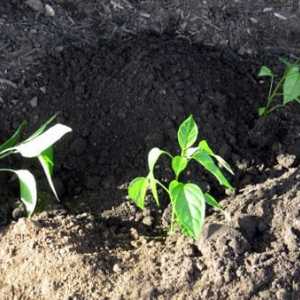 Засаждане на пипер на разсад: подготовка на семена, благоприятни дни
