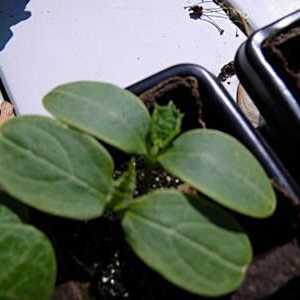 Засаждане на растения от семейството на тиква: как да се разграничат разсад на тиквички от…