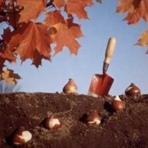 Засаждане на лалета през есента: условия, правила, препоръки