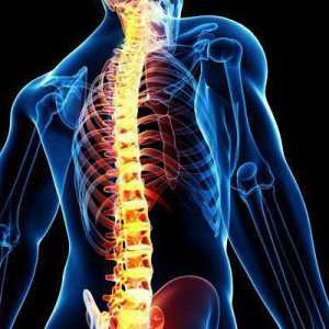 Човешкият гръбначен стълб: структура. Гърбът на гръбначния стълб