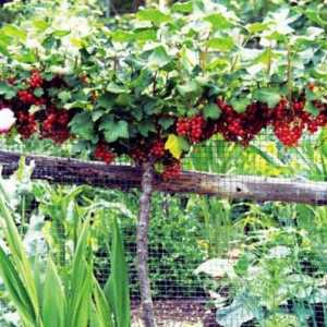 Правилно засаждане на червено френско грозде през есента