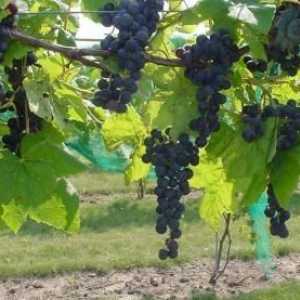 Правилен подслон на грозде за зимата в Урал